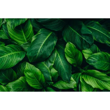 Artificial Leaf